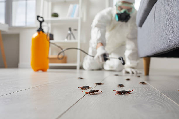 Commercial Kitchen Cockroach Control in Lanai City